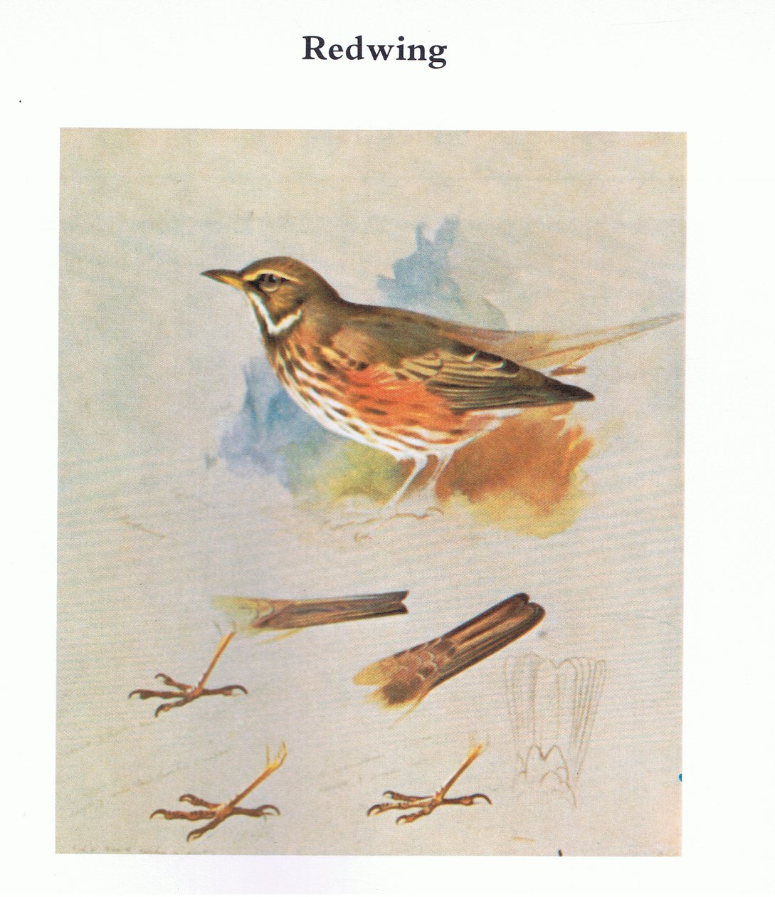 Redwing, pub. av Book Club Associates, 1972 av Archibald Thorburn