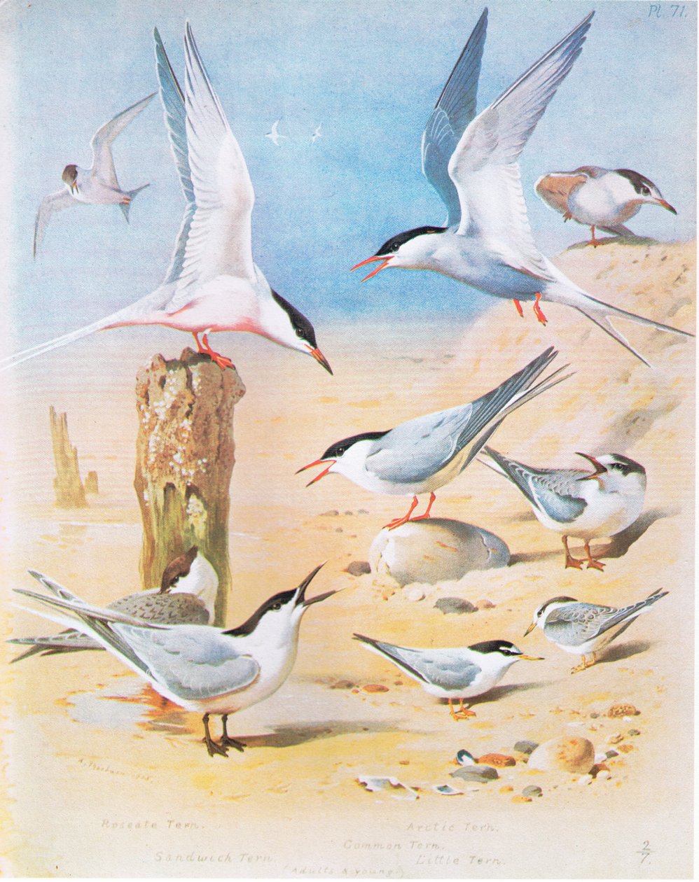 Roseate Tern, Sandwich Tern, Arctic Tern, Common Tern, Little Tern, pub. saunia e Book Club Associates, 1972 swed av Archibald Thorburn