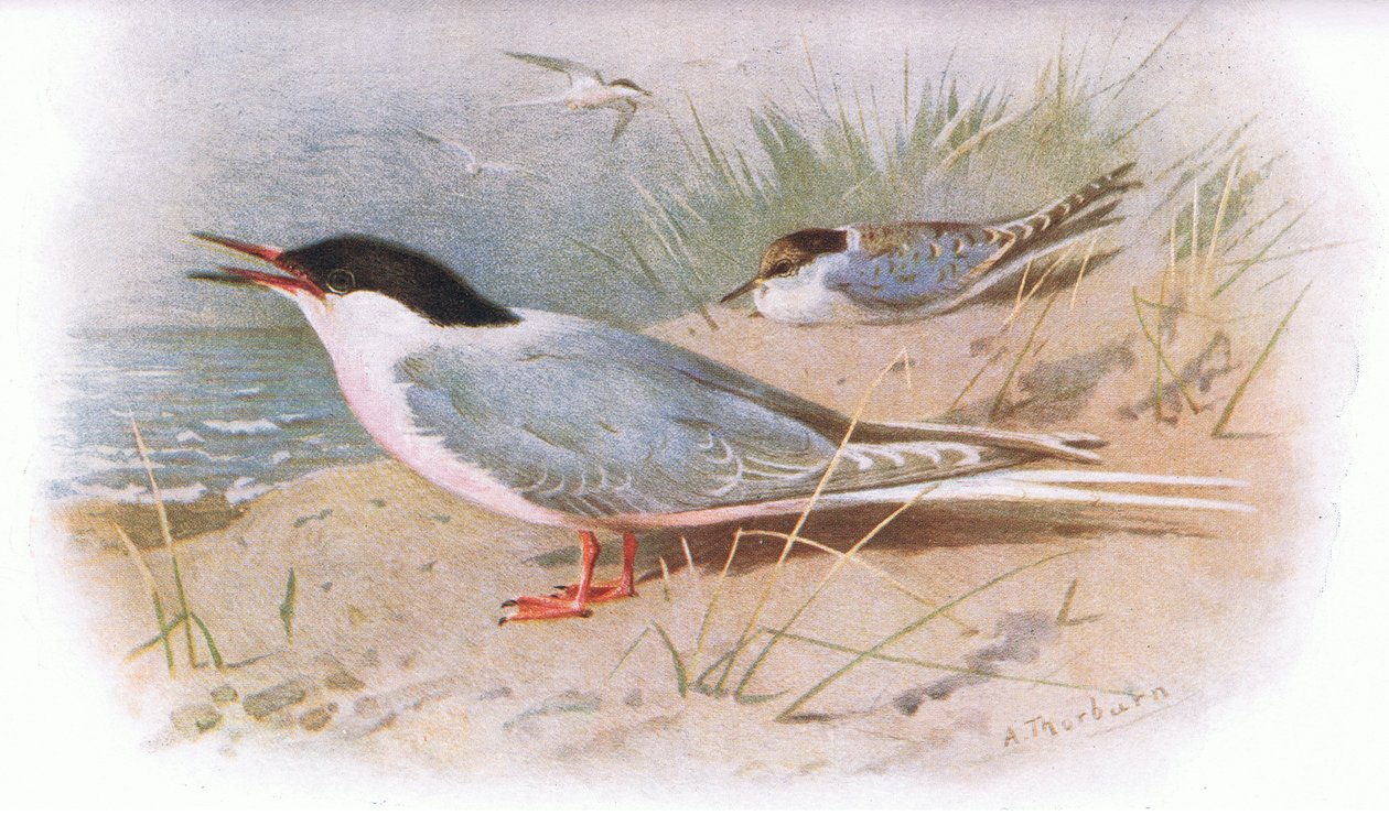 Roseate Tern, från British Birds publicerad av Longmans, 1932 av Archibald Thorburn