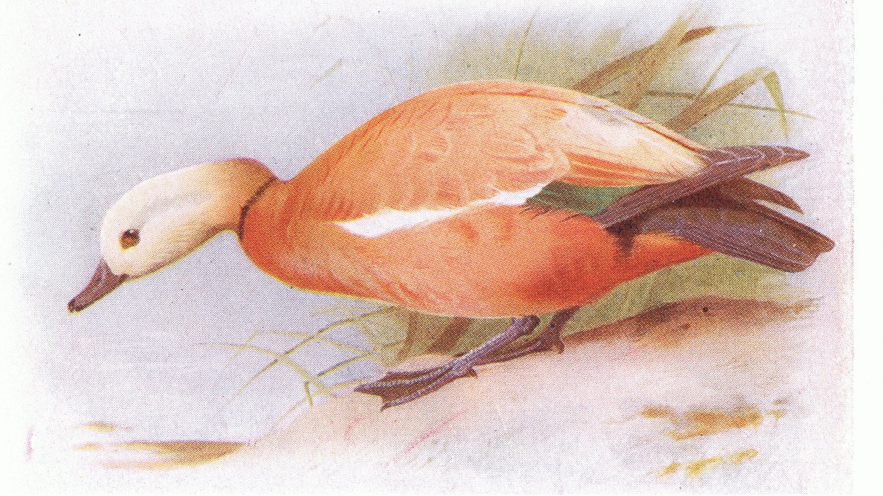 Ruddy Sheld Duck av Archibald Thorburn