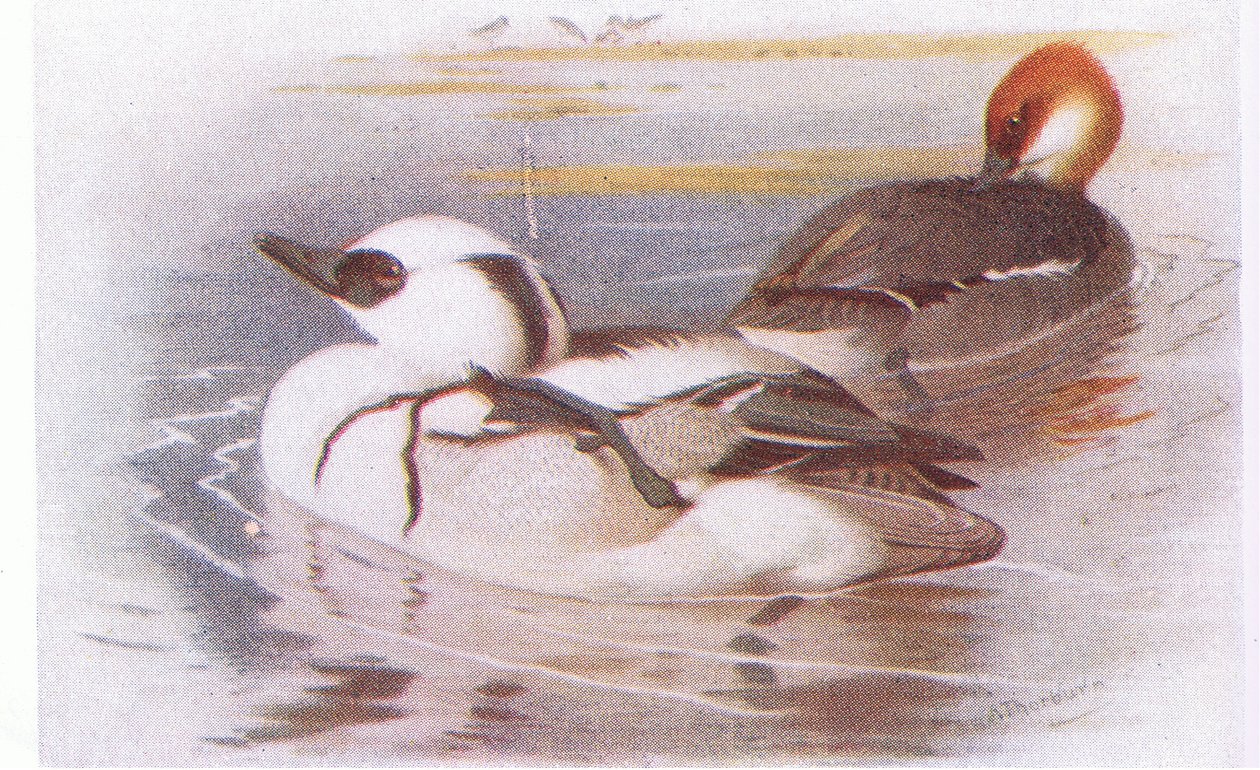Smew av Archibald Thorburn