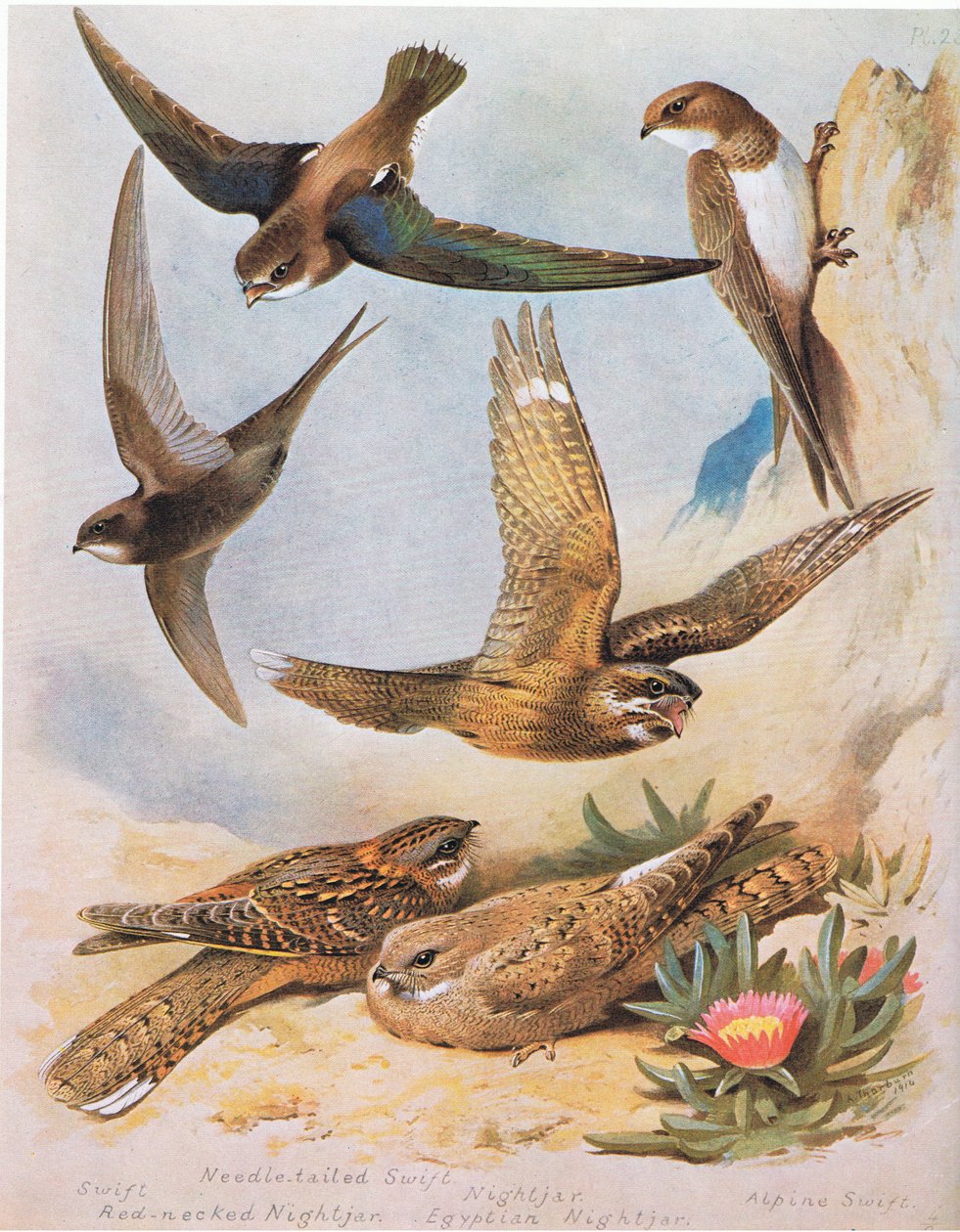 Swift, Needle tail Swift, röd Necked Nightjar, Nightjar, Egyptian Nightjar, Alpine Swift, pub. av Book Club Associates, 1972 av Archibald Thorburn