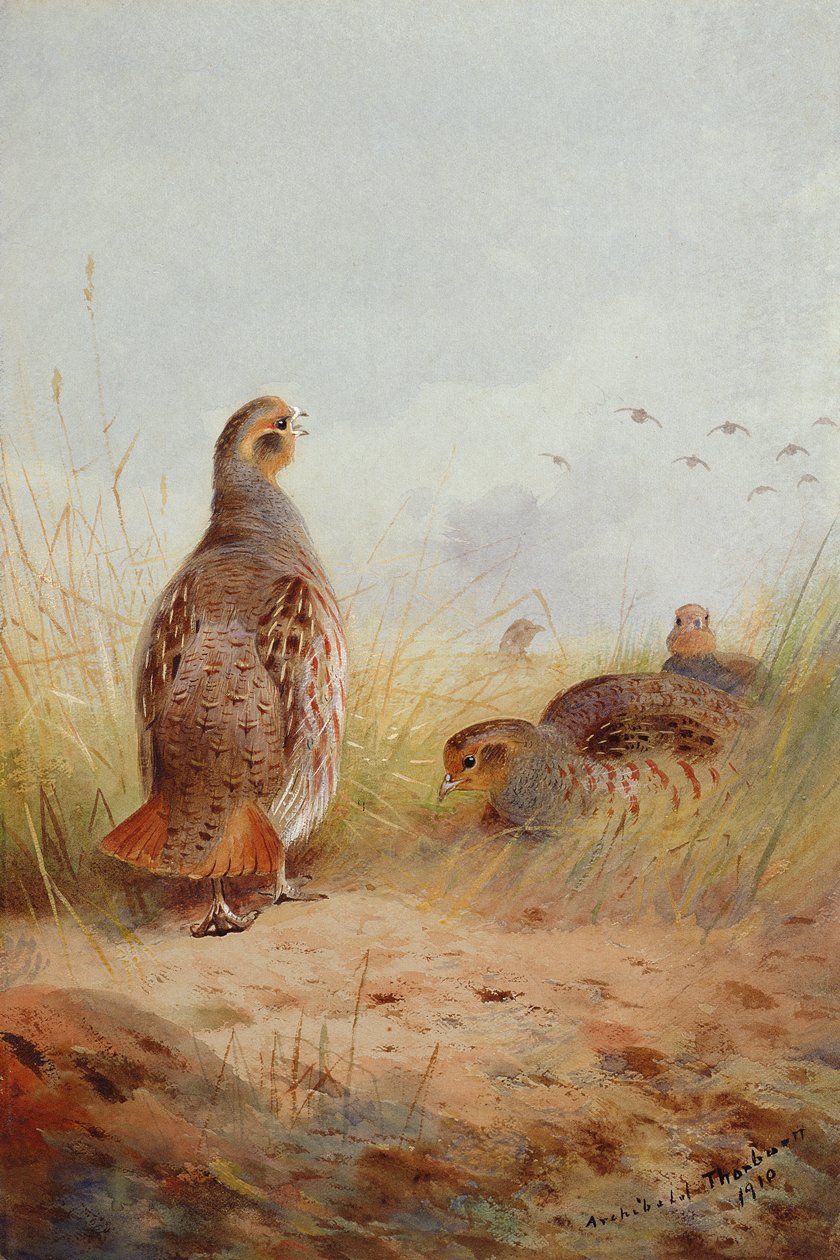 Three English Partidges, 1910 (wc und gouache på papper) av Archibald Thorburn