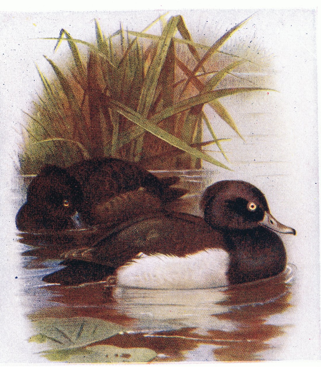 Vigg av Archibald Thorburn