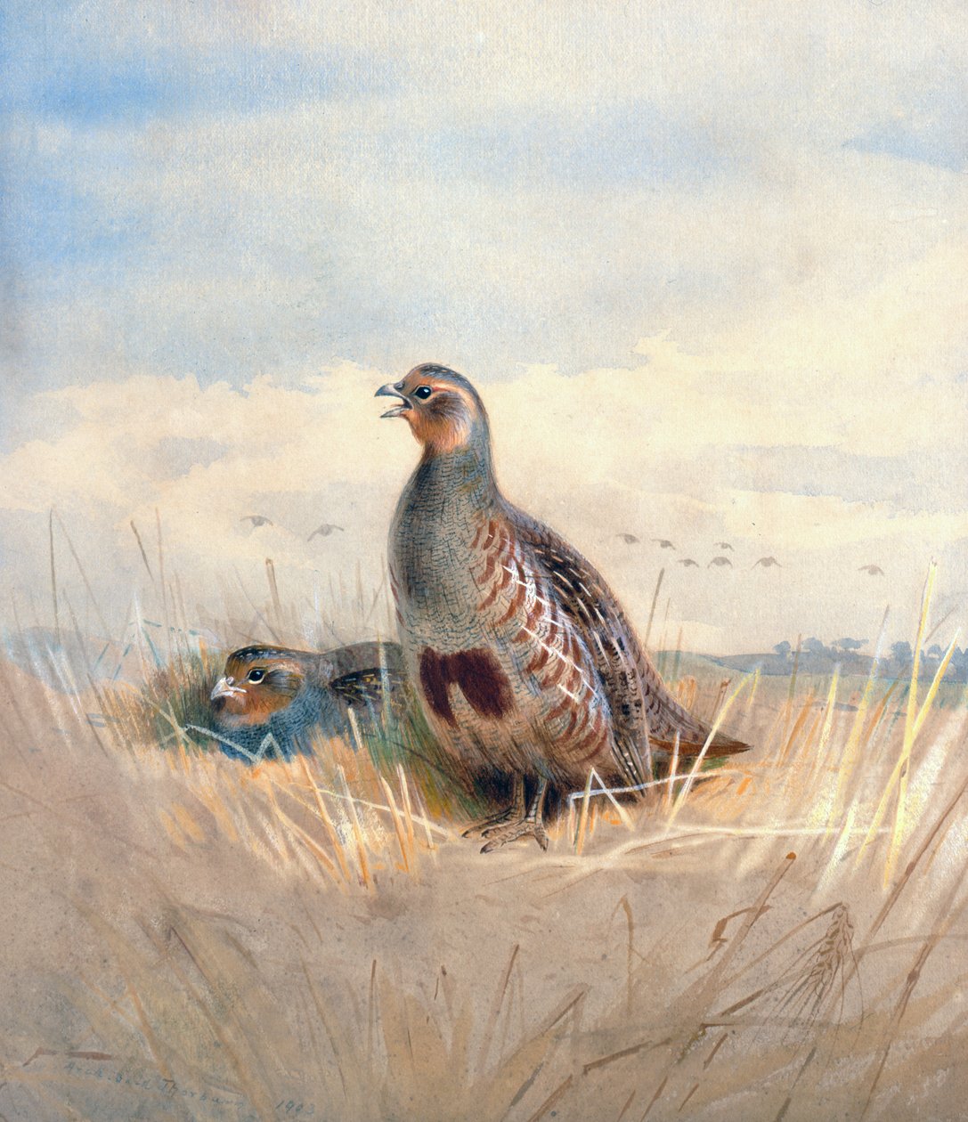 Två engelska rapphöns, 1903 (wc und gouache på papper) av Archibald Thorburn