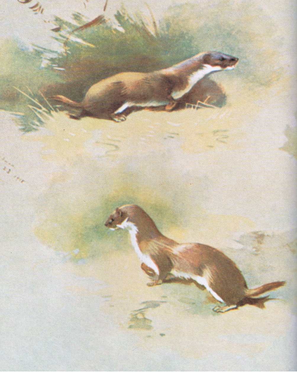Weasel, utgiven av Book Club Associates, 1972 av Archibald Thorburn