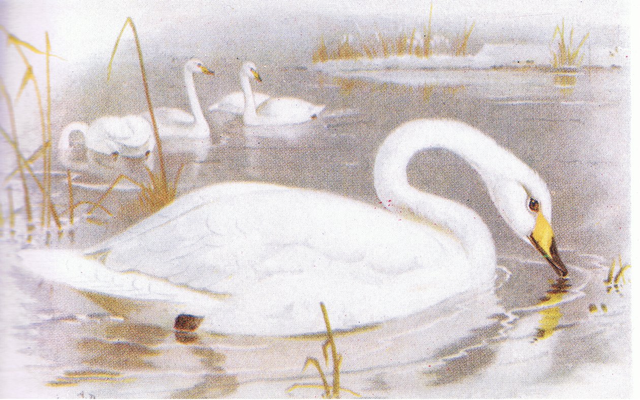 Sångsvan av Archibald Thorburn