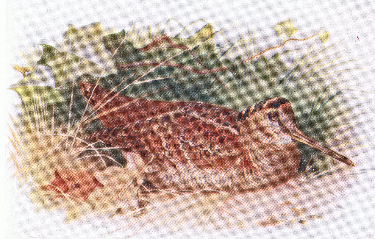 Woodcock, från Birds of the British Isles and Their Eggs publicerad av Frederick Warne & Co Ltd, 1958 av Archibald Thorburn