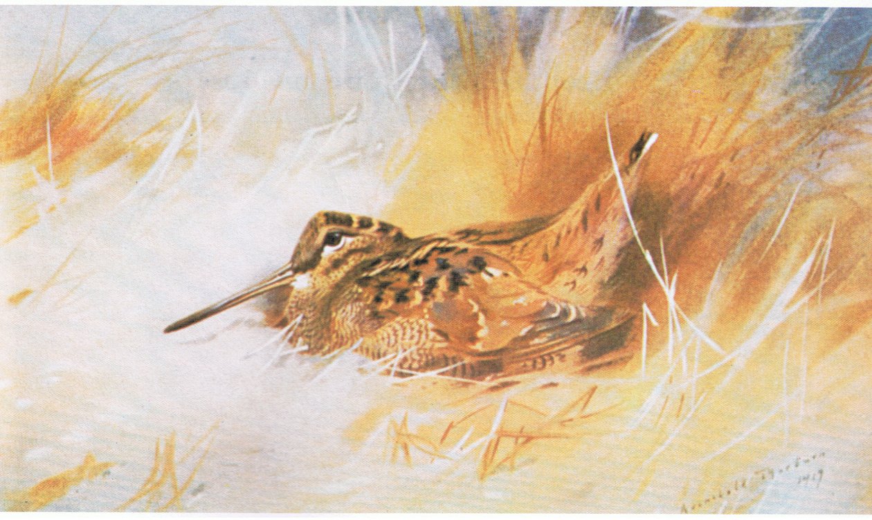 Woodcock, fale fa