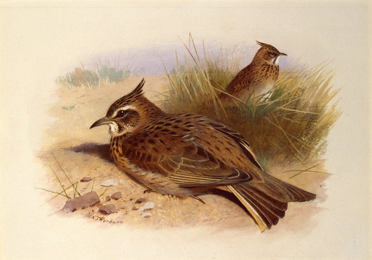 En krönt lärka, brittiska fåglar av Archibald Thorburn