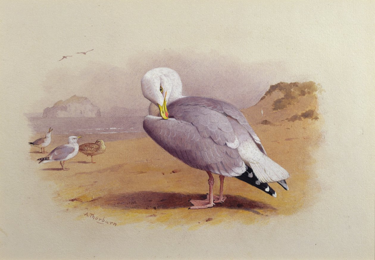 En fiskmås på en strand med Bass Rock Beyond (akvarell) av Archibald Thorburn