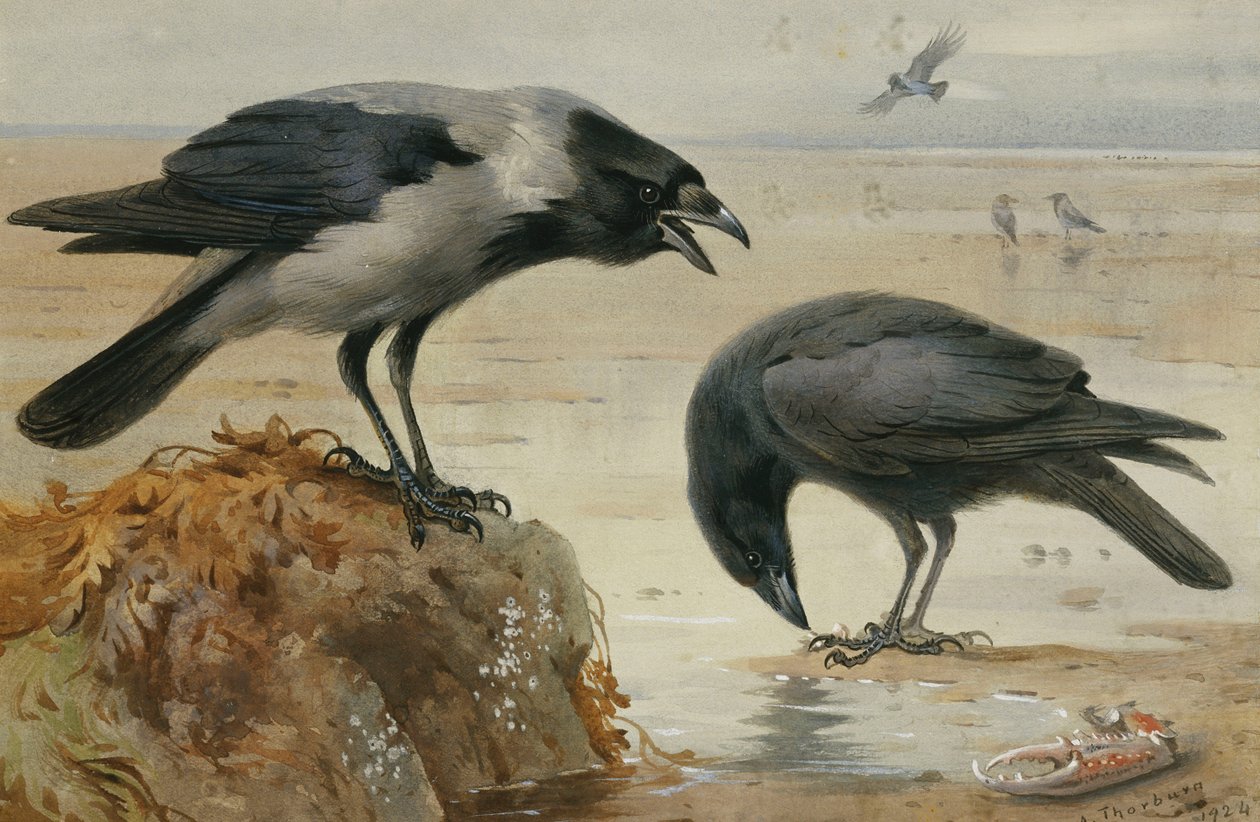 En huvkråka och en kadavelkråka av Archibald Thorburn