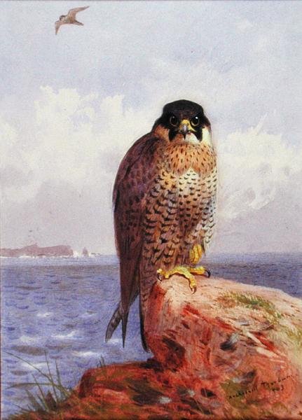 En pilgrimsfalk vid havet av Archibald Thorburn