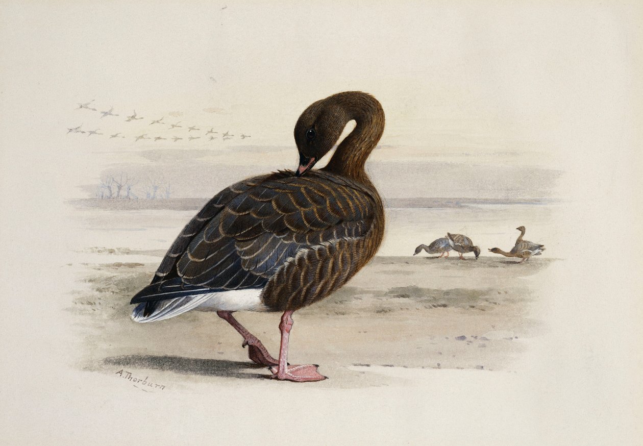 En rosafotad gås av Archibald Thorburn