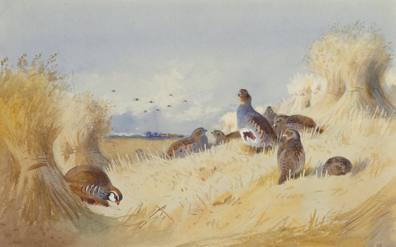 A Red Legged Patridge and a Covey of Grey Patridges av Corn Stooks (penna och akvarell) av Archibald Thorburn
