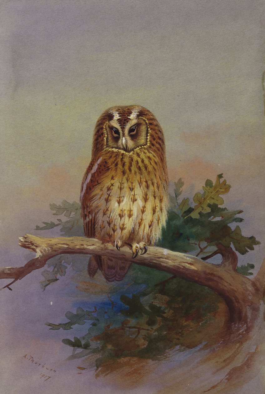 En Tawny Owl uppflugen på en ekgren av Archibald Thorburn