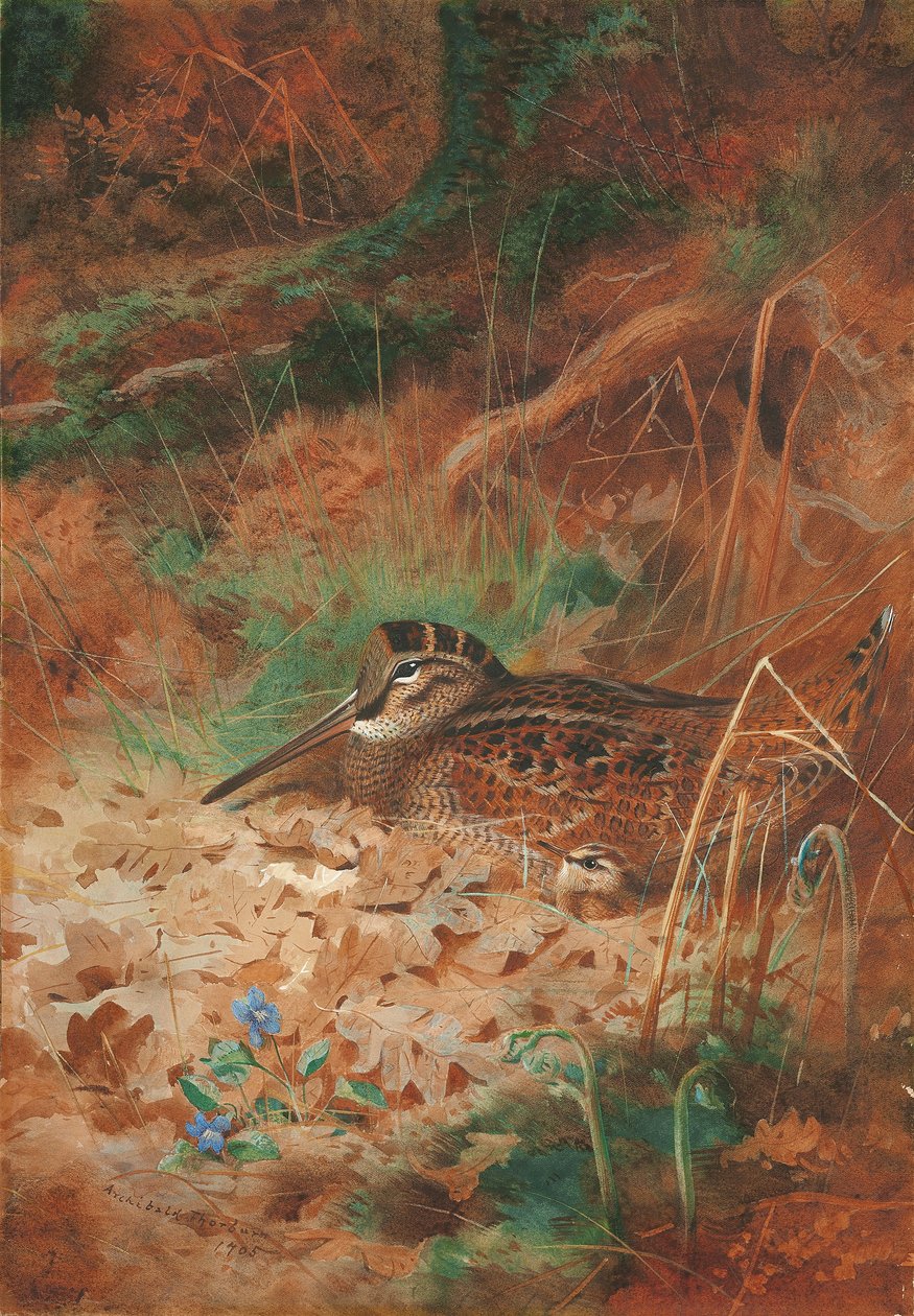 En skogssnäppa och fågelunge i undervegetation av Archibald Thorburn