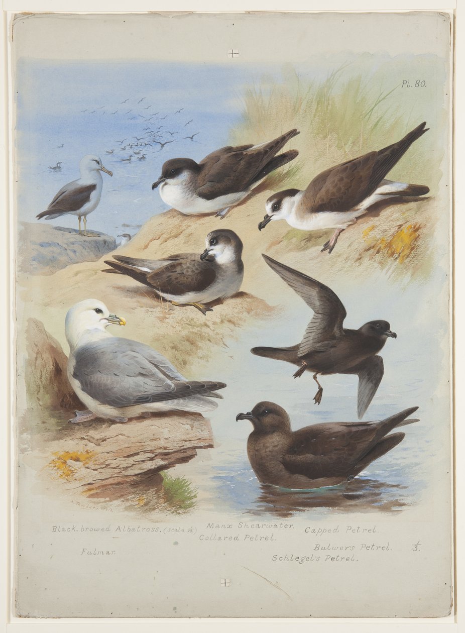 Albatross, petels, shearwater, fulmar, ca 1915 (akvarell & kroppsfärg över penna på papper) av Archibald Thorburn