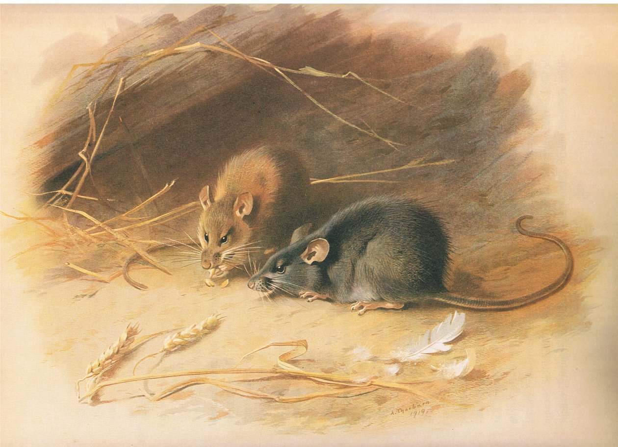 Alexandrine Rat and Black Rat, från Thorburns Mammals publicerad av Longmans and Co, ca. 1920 av Archibald Thorburn