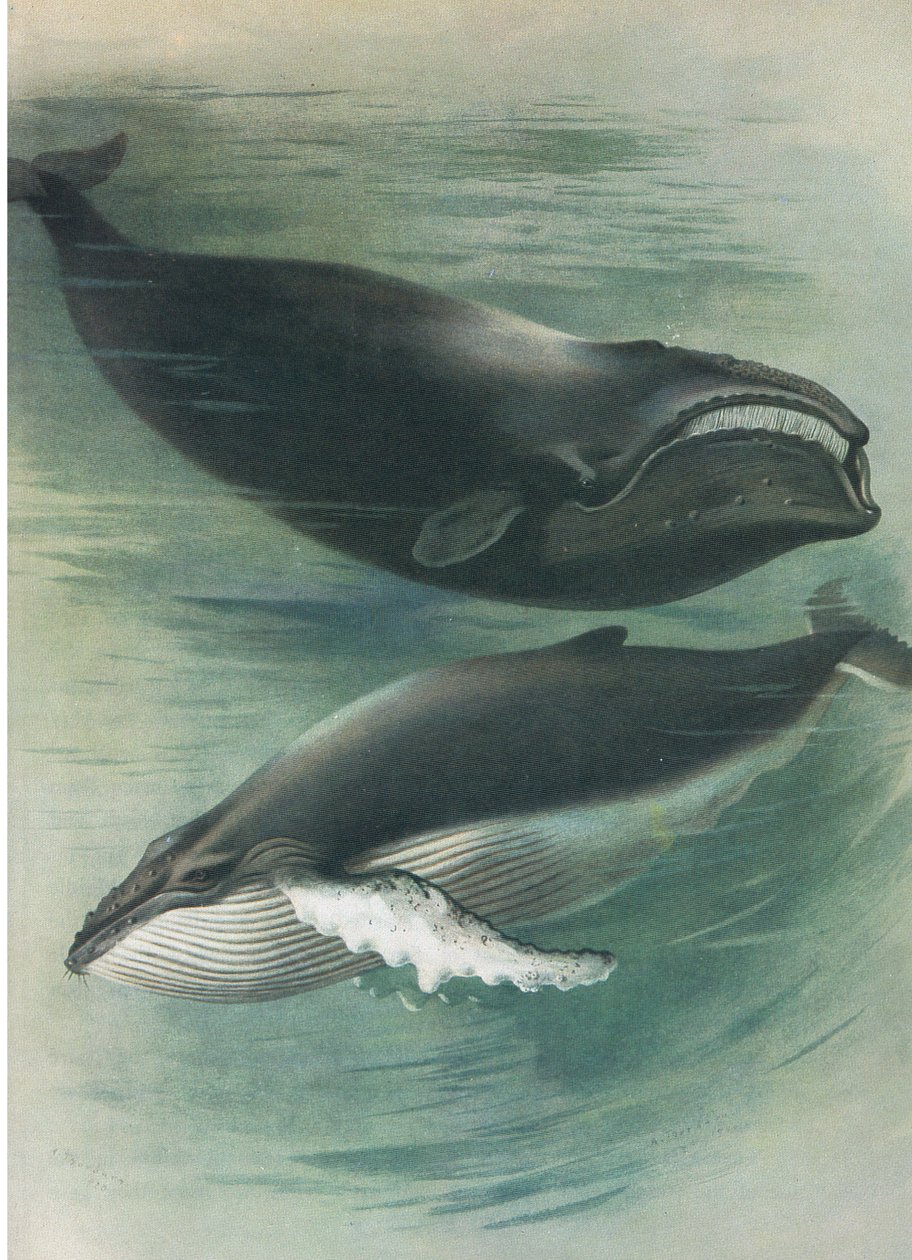 Atlantic White Whale and Humped Back Whale, från Thorburn