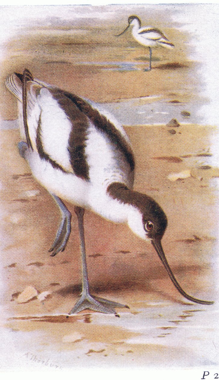 Avocet, från Birds of the British Isles and Their Eggs publicerad av Frederick Warne & Co Ltd, 1958 av Archibald Thorburn
