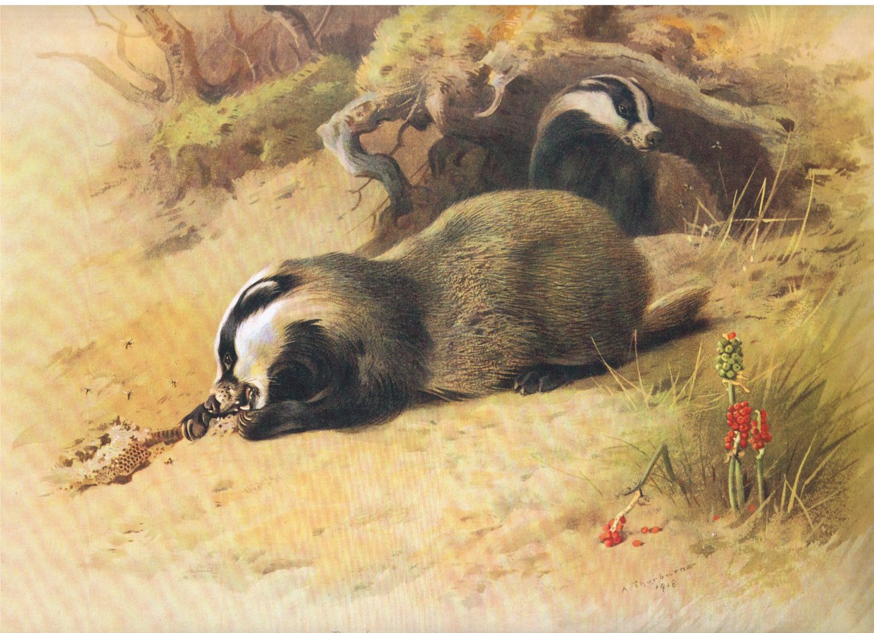 Badgers, från Thorburns Mammals utgiven av Longmans and Co, ca. 1920 av Archibald Thorburn