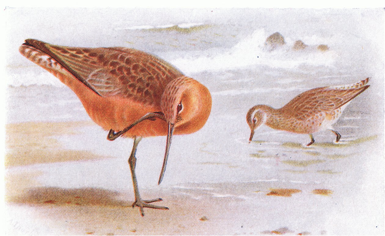 Bar Tailed Godwit, från Birds of the British Isles and Their Eggs publicerad av Frederick Warne & Co Ltd, 1958 av Archibald Thorburn