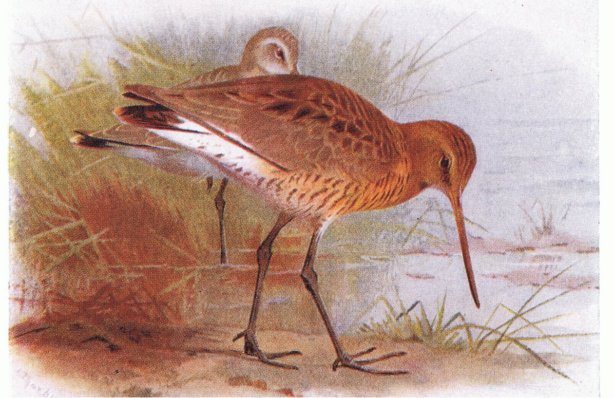 Black Tailed Godwit, från Birds of the British Isles and Their Eggs publicerad av Frederick Warne & Co Ltd, 1958 av Archibald Thorburn