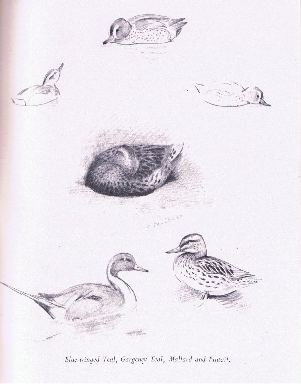 Blue Winged Teal, Garganey, Teal, Gräsand och Pintail, 1938 av Archibald Thorburn
