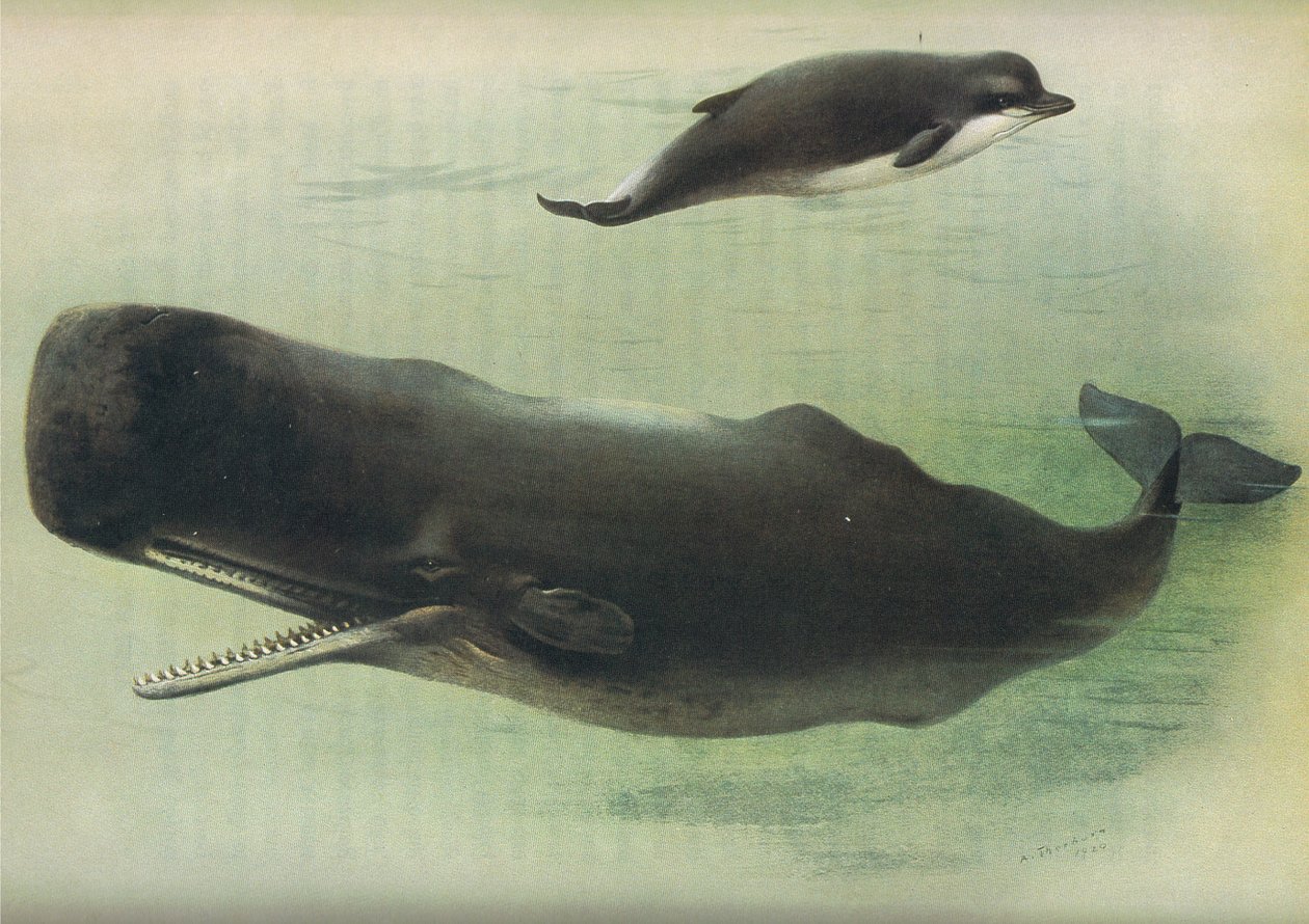 Bottle Nosed Whale and Kaskelot, från Thorburns Mammals publicerad av Longmans and Co, ca. 1920 av Archibald Thorburn