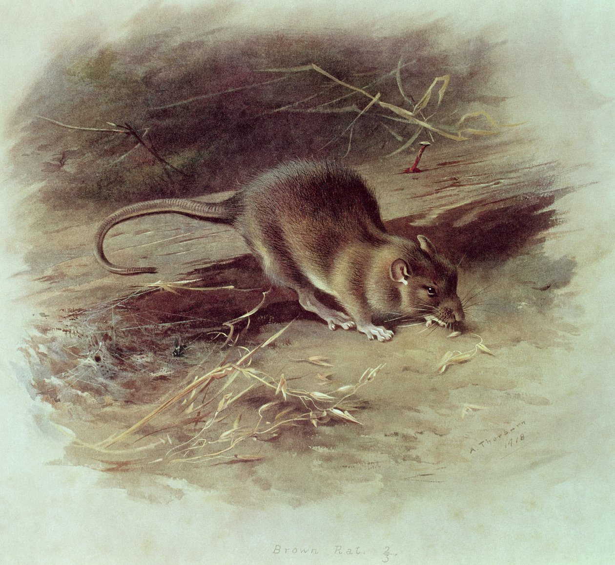 Brunråtta (Rattus norvegicus) 1918 av Archibald Thorburn