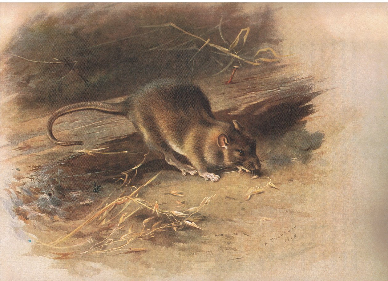 Brown Rat, från Thorburns Mammals publicerad av Longmans och Co, ca. 1920 av Archibald Thorburn