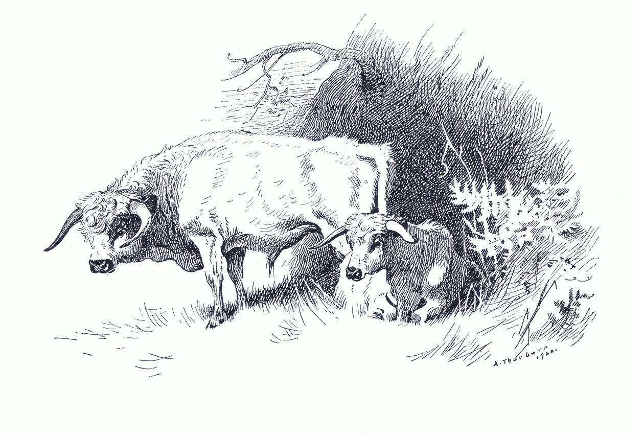 Boskap, från Thorburn