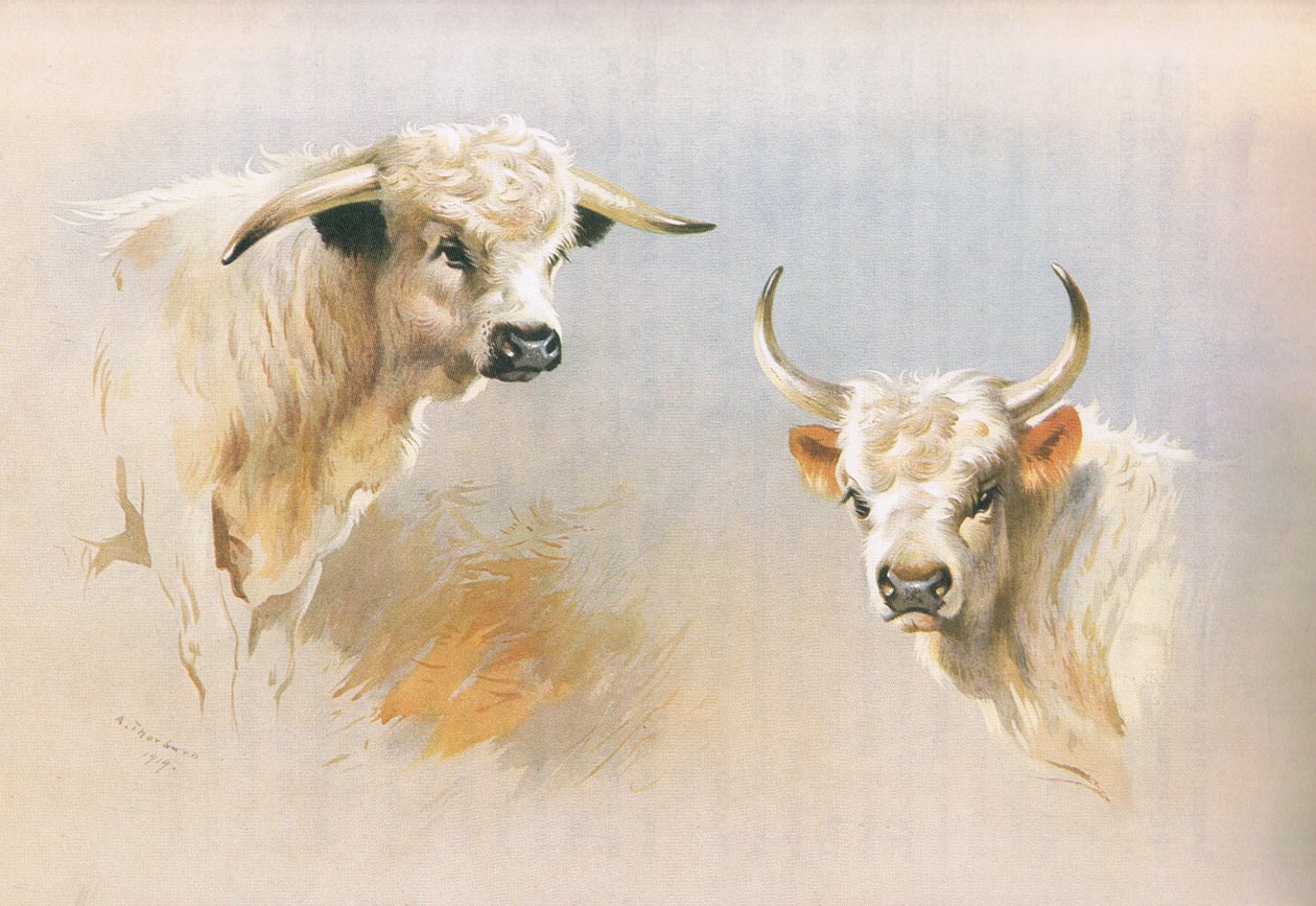 Chartley Bull och Chillingham Bull, från Thorburn