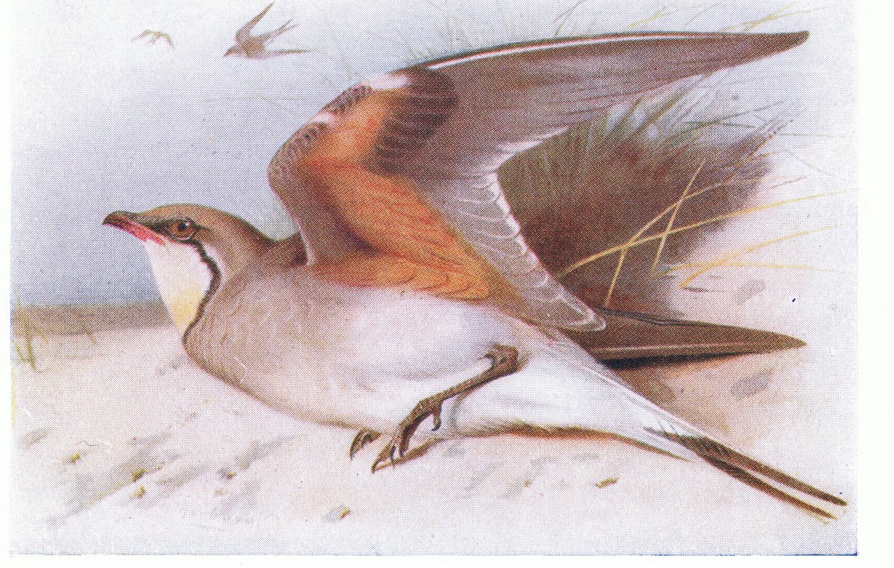 Collared Pratincloe, från Birds of the British Isles and Their Eggs publicerad av Frederick Warne & Co Ltd, 1958 av Archibald Thorburn