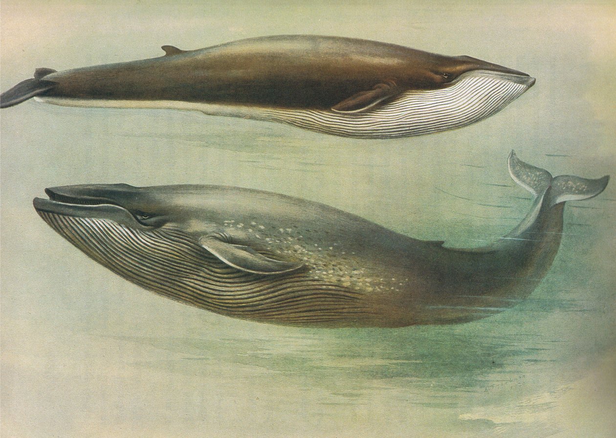 Common Rorqual, Sibbalds Rorqual eller Blue Whale, från Thorburns Mammals publicerad av Longmans and Co, ca. 1920 av Archibald Thorburn