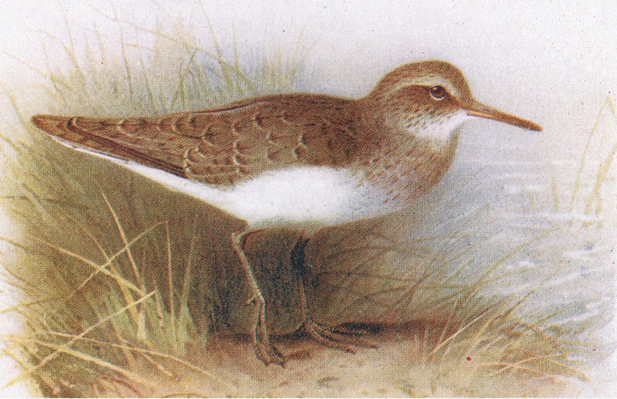 Vanlig sandsnäppa, från Birds of the British Isles and Their Eggs publicerad av Frederick Warne & Co Ltd, 1958 av Archibald Thorburn