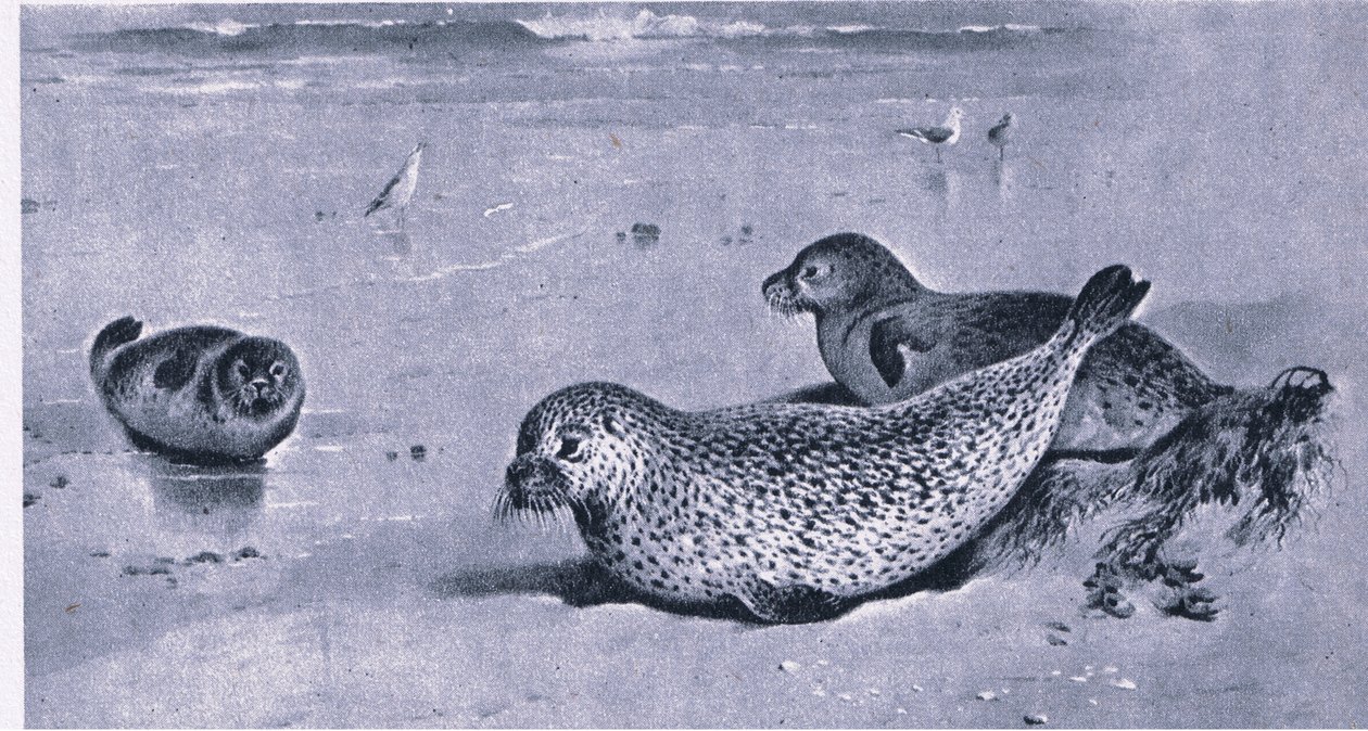 Common Seal, Nature in Britain publicerad av Collins av Archibald Thorburn