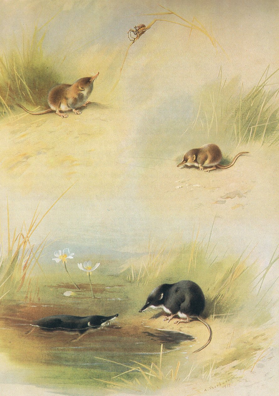 Common Shrew, Lesser Shrew & Water Shrew, från Thorburns Mammals publicerad av Longmans och Co, ca. 1920 av Archibald Thorburn
