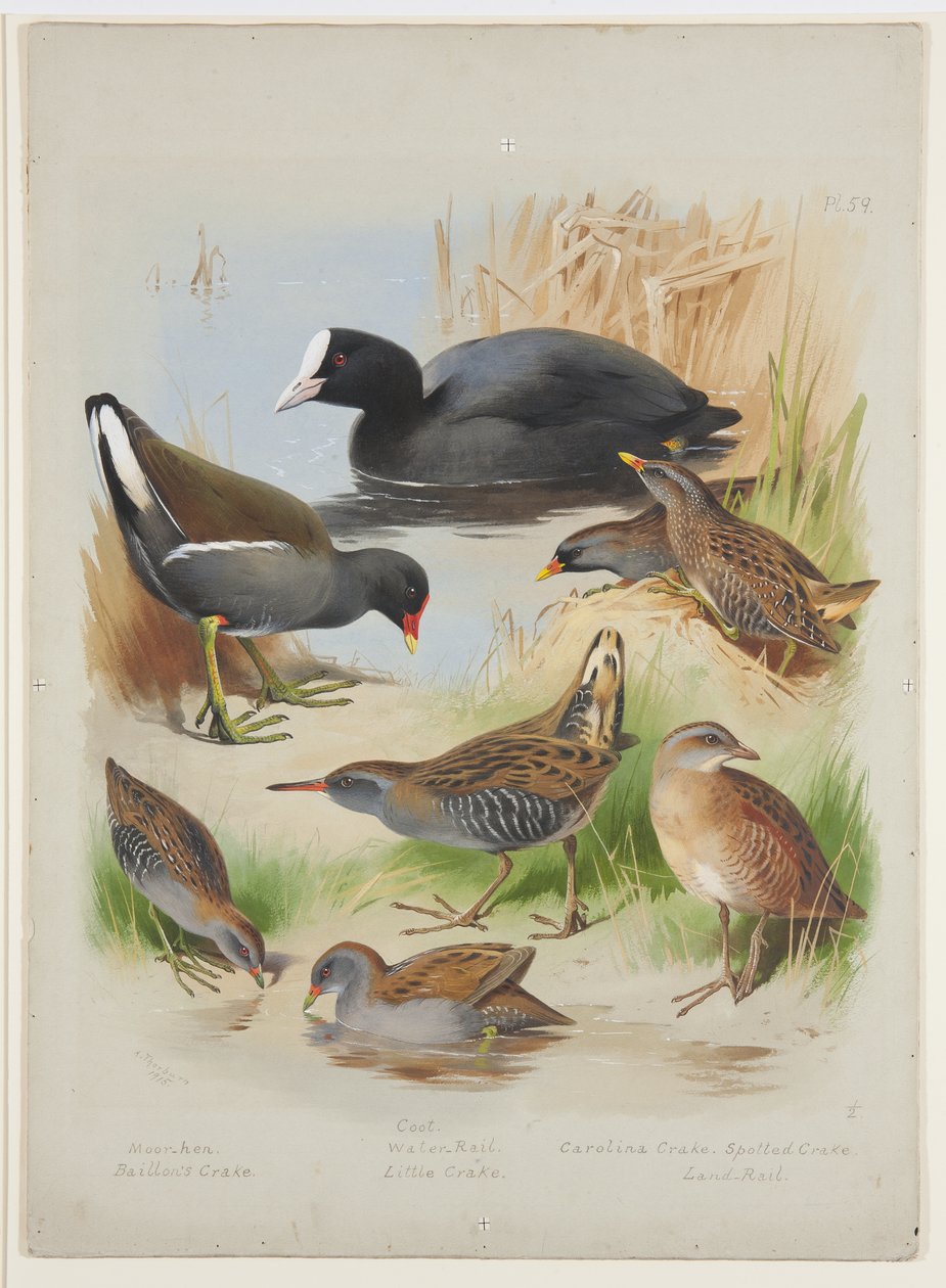 Sothöna, morhöna, crakes och räls, ca 1915 (akvarell & kroppsfärg över penna ombord) av Archibald Thorburn