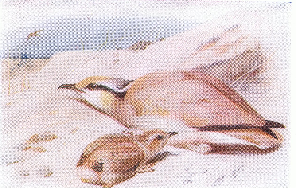 Cream Colored Courser, från Birds of the British Isles and Their Eggs publicerad av Frederick Warne & Co Ltd, 1958 av Archibald Thorburn