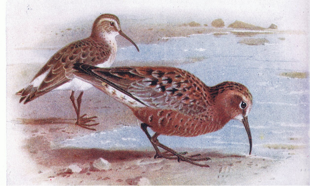 Curlew Sandpiper, från Birds of the British Isles and Their Eggs publicerad av Frederick Warne & Co Ltd, 1958 av Archibald Thorburn