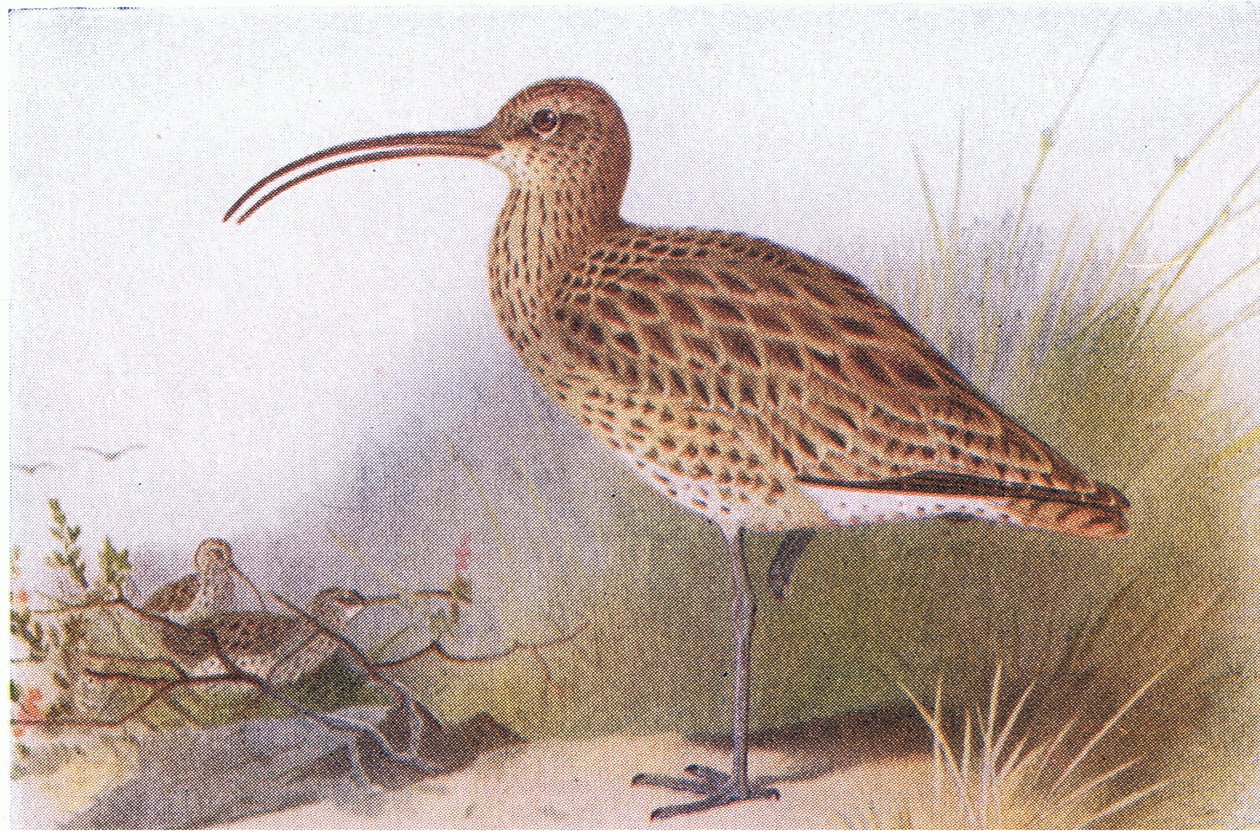 Curlew, från Birds of the British Isles and Their Eggs publicerad av Frederick Warne & Co Ltd, 1958 av Archibald Thorburn