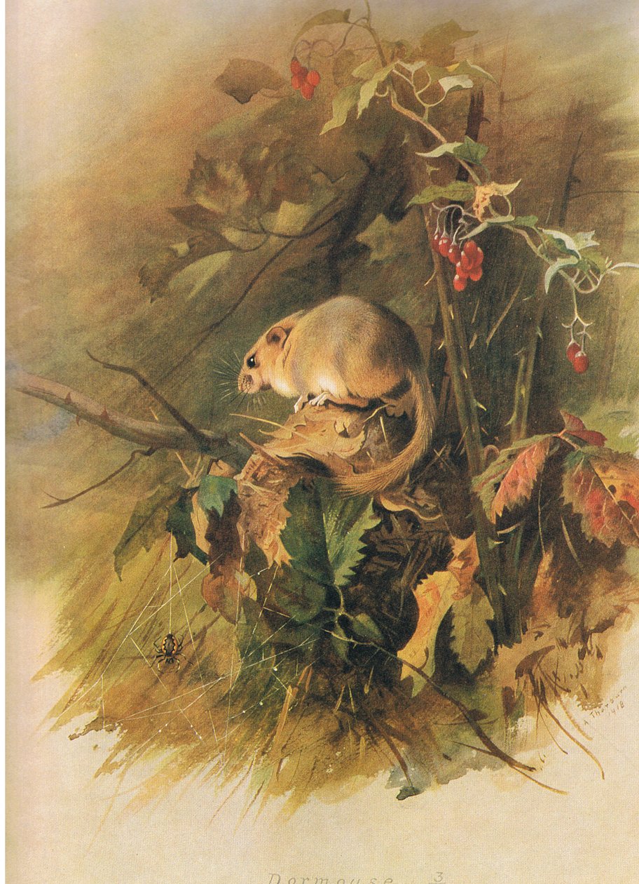 Dormus, från Thorburns Mammals publicerad av Longmans och Co, ca. 1920 av Archibald Thorburn