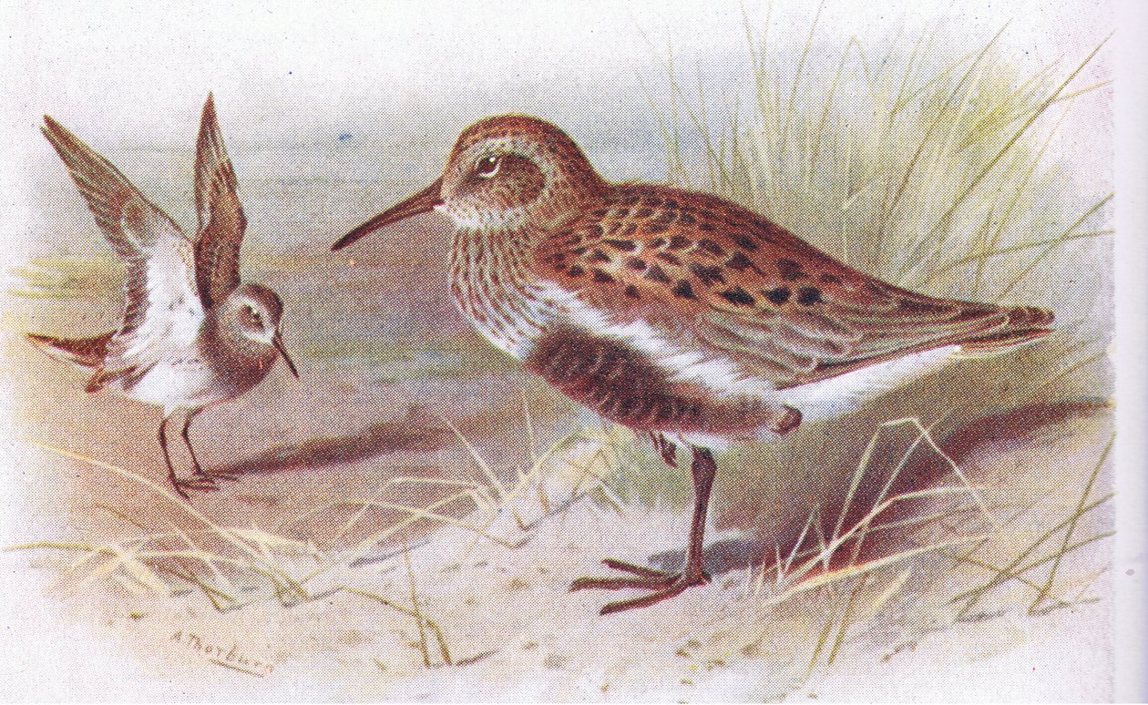 Dunlin (sommar och vinter), från Birds of the British Isles and Their Eggs publicerad av Frederick Warne & Co Ltd, 1958 av Archibald Thorburn
