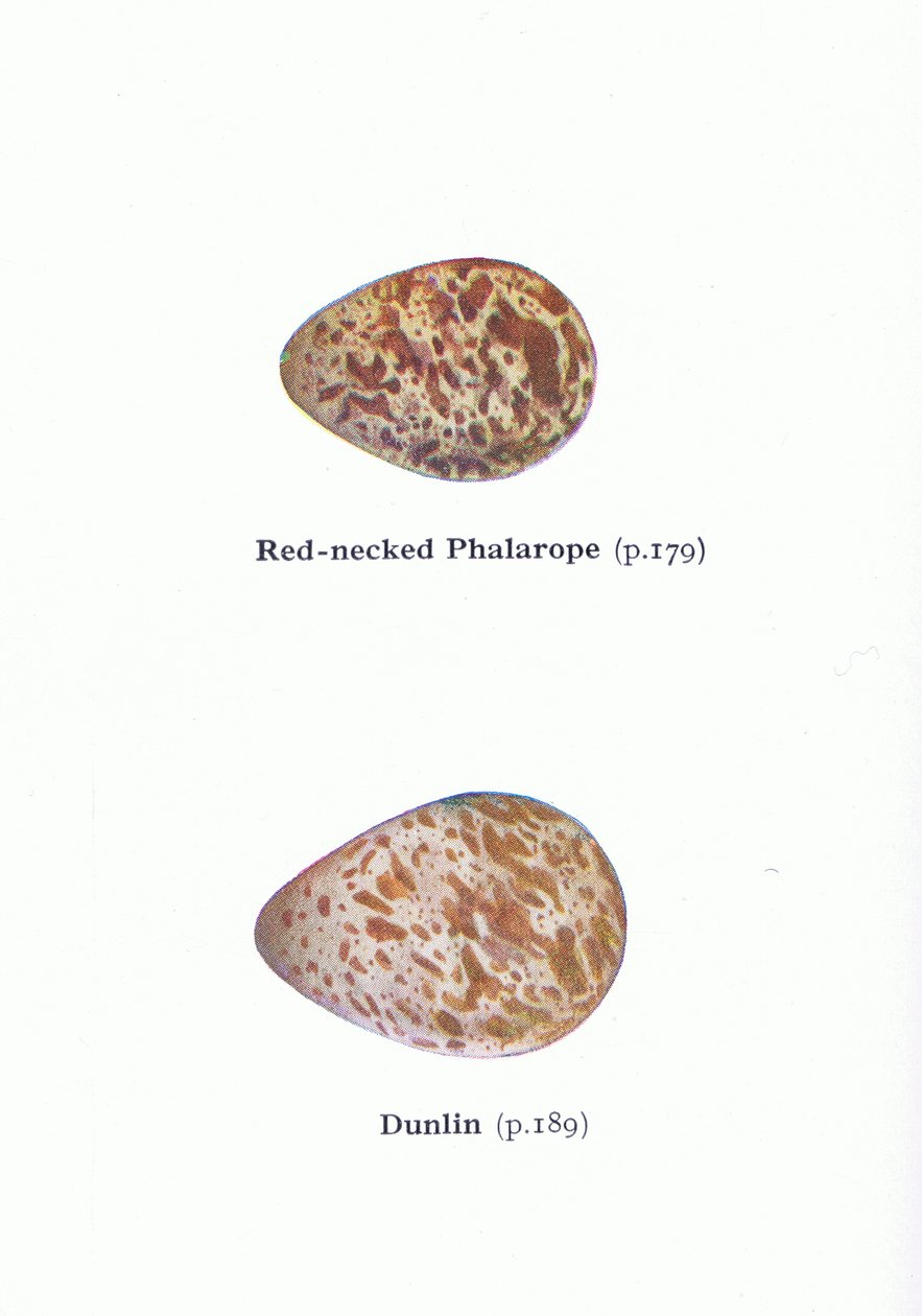 Ägg: Red Necked Phalarope och Dunlin, från Birds of the British Isles and Their Eggs publicerad av Frederick Warne & Co Ltd, 1958 av Archibald Thorburn