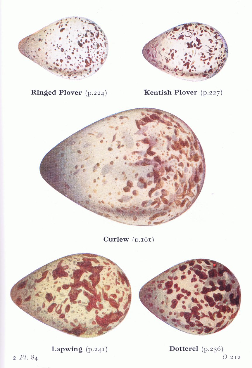 Ägg: Ring Plover, Kentish Plover, Curlew, Lapwing, Dotterell , från Birds of the British Isles and Their Eggs publicerade av Frederick Warne & Co Ltd, 1958 av Archibald Thorburn