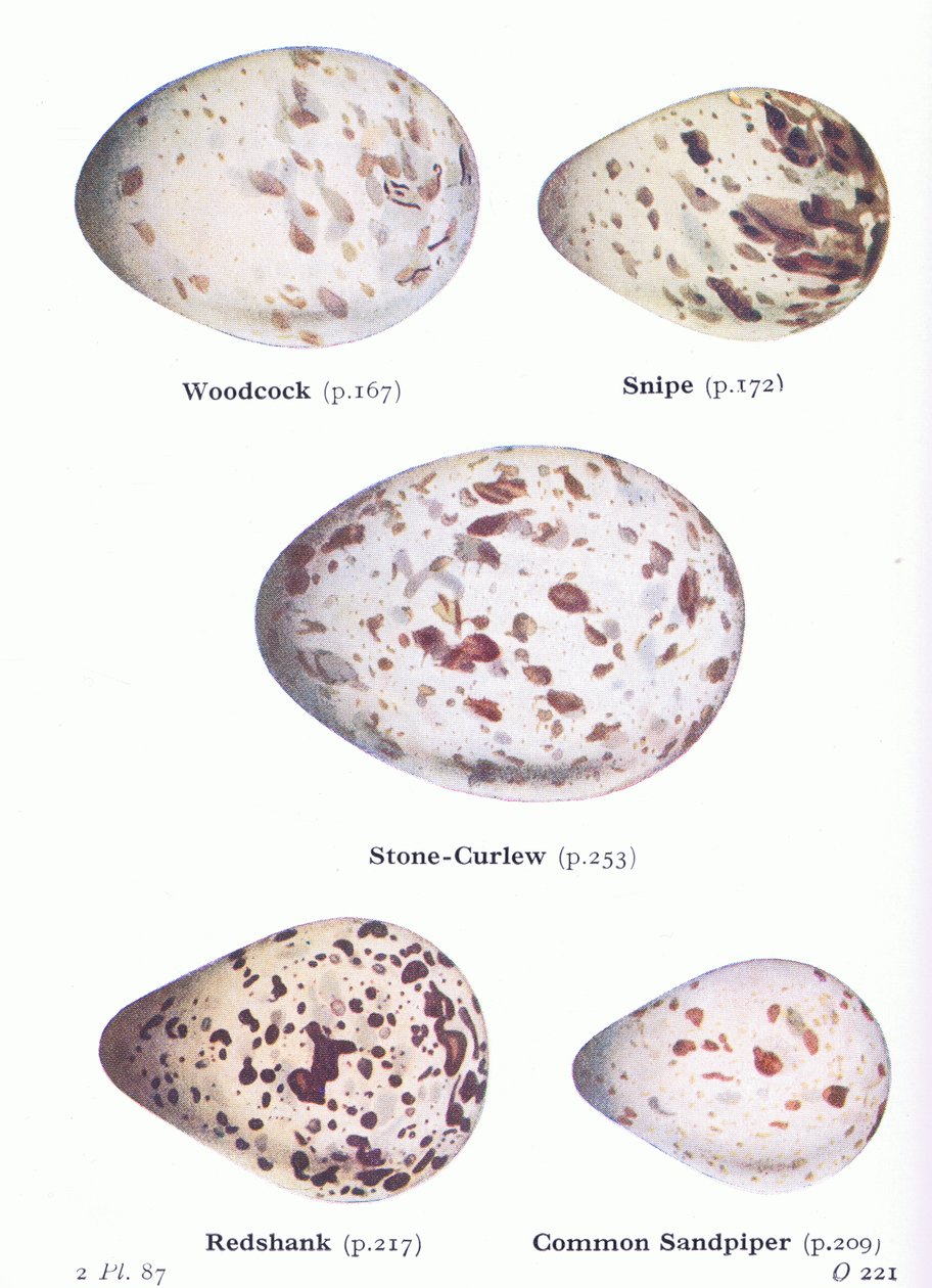 Ägg: Snäppa; Snipe, Stone Curlew, Redshank, Sandpiper, from Birds of the British Isles and Their Eggs publicerad av Frederick Warne & Co Ltd, 1958 av Archibald Thorburn