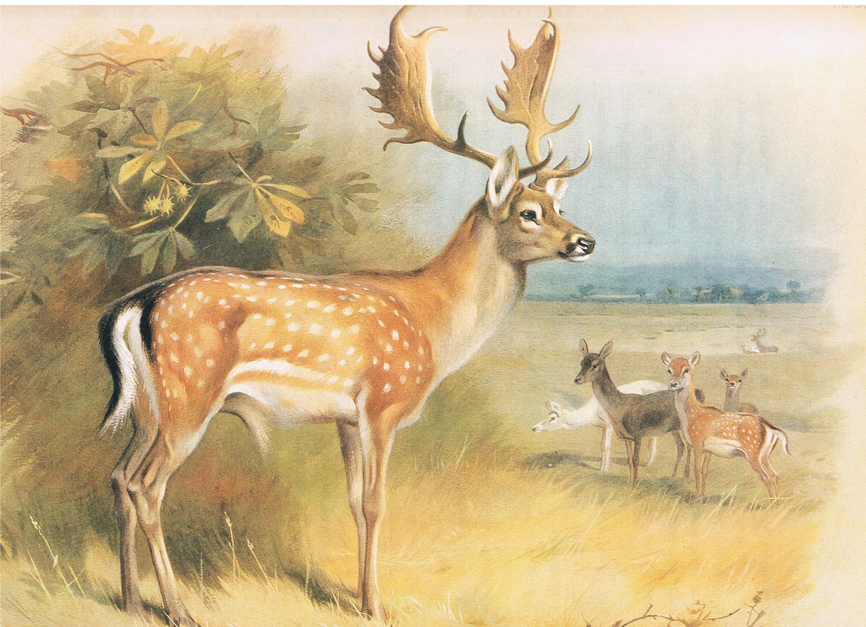 Dovhjort, från Thorburns Mammals publicerad av Longmans och Co, ca. 1920 av Archibald Thorburn