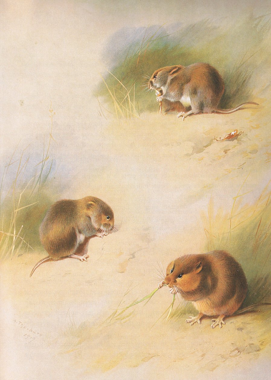 Field Sork, Bank Sork och Orkney Sork, från Thorburns Mammals publicerad av Longmans and Co, ca. 1920 av Archibald Thorburn